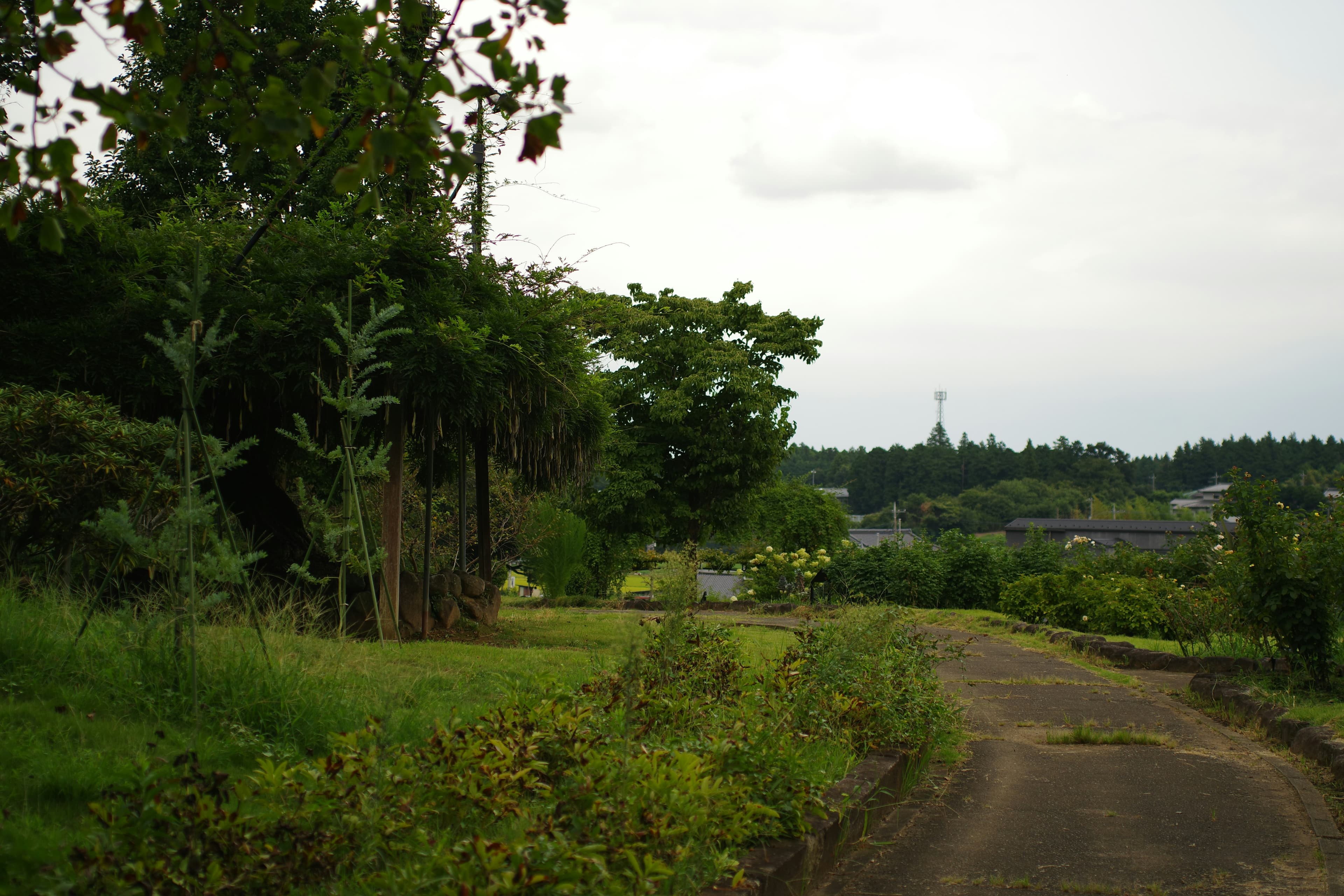 Shilajit: Eeuwenoude Wellness voor het Moderne Leven